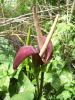 Dracunculus Vulgaris (ylan Ba),