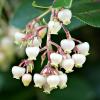 Arbutus Unedo iek