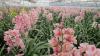Cymbidium Seras Yalova