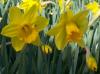 Sarkz Daffodil