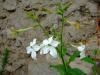 Nicotiana Alata