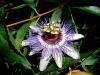 Passiflora Caerulea X ?