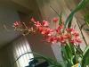 Chocolate Oncidium