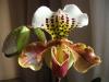 Paphiopedilum