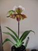 Paphiopedilum