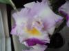 Cattleya