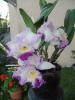 Cattleya