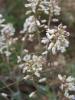 Erophila sp. (Brassicaceae)