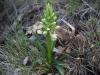 Dactylorhiza romana