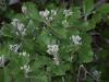 Sorbus umbellata (vez)