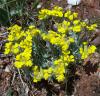 Anchonium elichrysifolium (Brassicaceae)