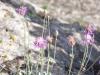 Centaurea sp. (Asteraceae)