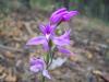 Cephalanthera rubra