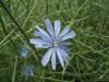 Cichorium intybus