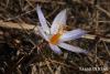 Crocus Speciosus