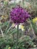 Allium Sp.