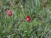 Tulipa sp.