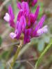 Astragalus-danicus