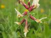 Astragalus Sp.