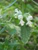 Ballbaba (Stachys sp)