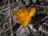 Sızır Crocus Chrysanthus