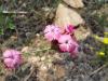 Dianthus sp.