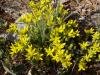 Sedum floriferum