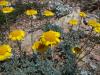 Anthemis tinctoria