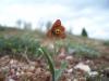 Fritillaria pinardii