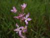 Matthiola Sp.