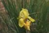 Iris Caucasica