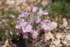 Pedicularis sp.