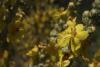 Verbascium