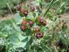 Euphorbia sp. (Euphorbiaceae)