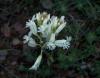 Polygala sp. (Polygalaceae)