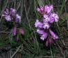 Polygala sp. (Polygalaceae)