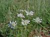 Orlaya sp. (Apiaceae)