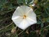 Convolvulus Cantabrica