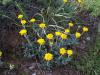 Anthemis tinctoria