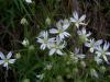 Cerastium sp. (Caryohyllaceae)