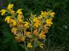 Phlomis armeniaca