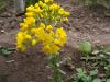 Haplophyllum linifolium sp. linifolium