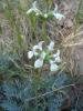 Stachys (Lamiaceae)