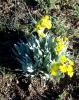 Anchonium elichrysifolium (Brassicaceae)