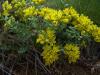 Haplophyllum sp. (Rutaceae)