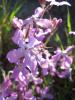 Matthiola sp. (Brassicaceae)