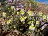 Helianthemum sp.