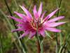 Tragopogon Ssp.