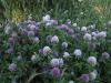 Trifolium