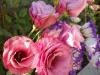 Lisianthus